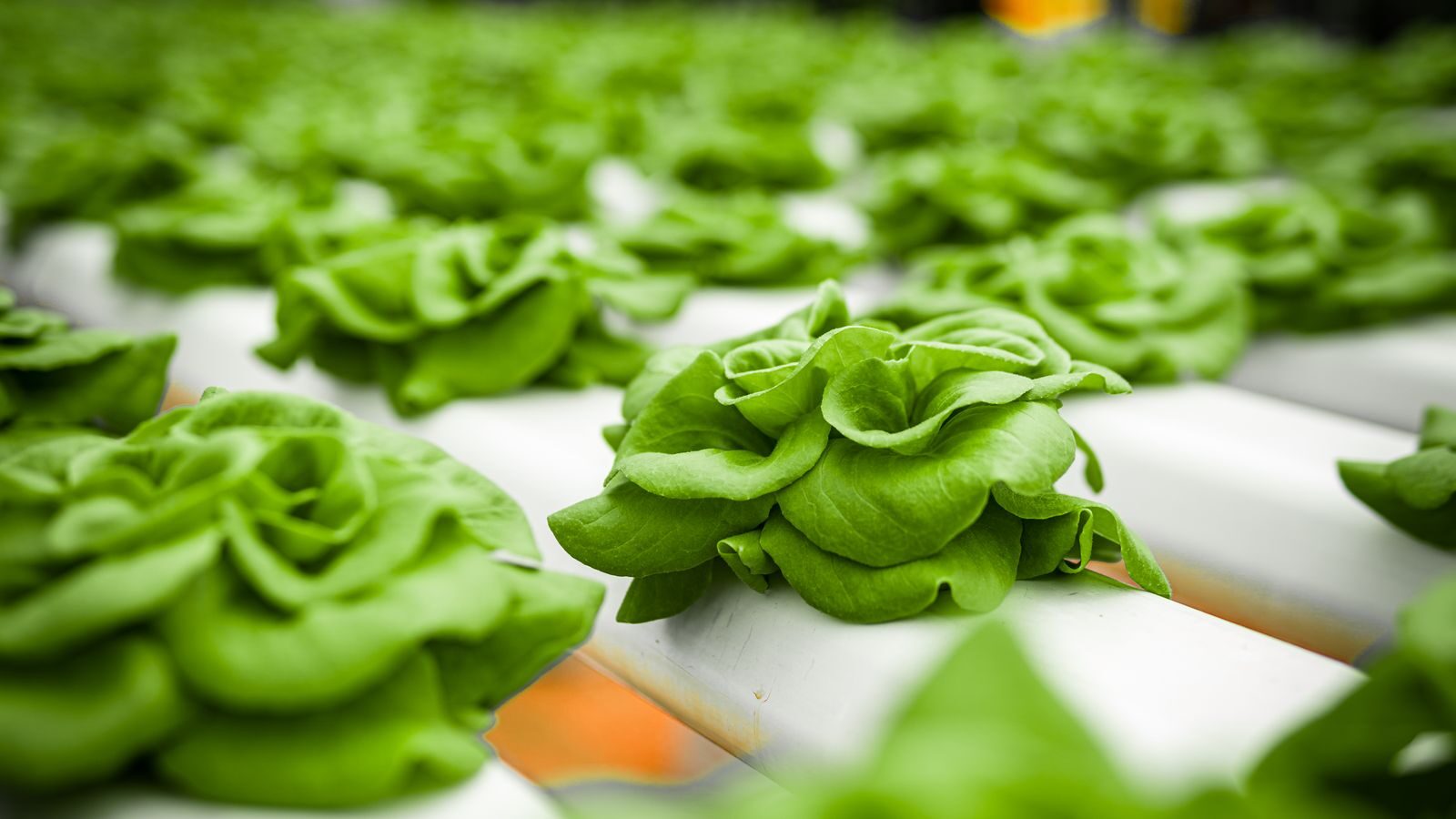 Lush hydroponic lettuce heads growing in white NFT channels.