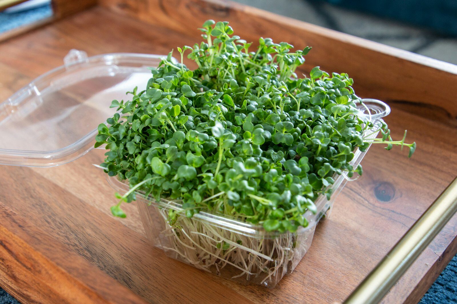 Dense trays of baby microgreens in a clear grow container.